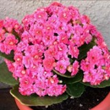 Kalanchoe - modalitati de intretinere